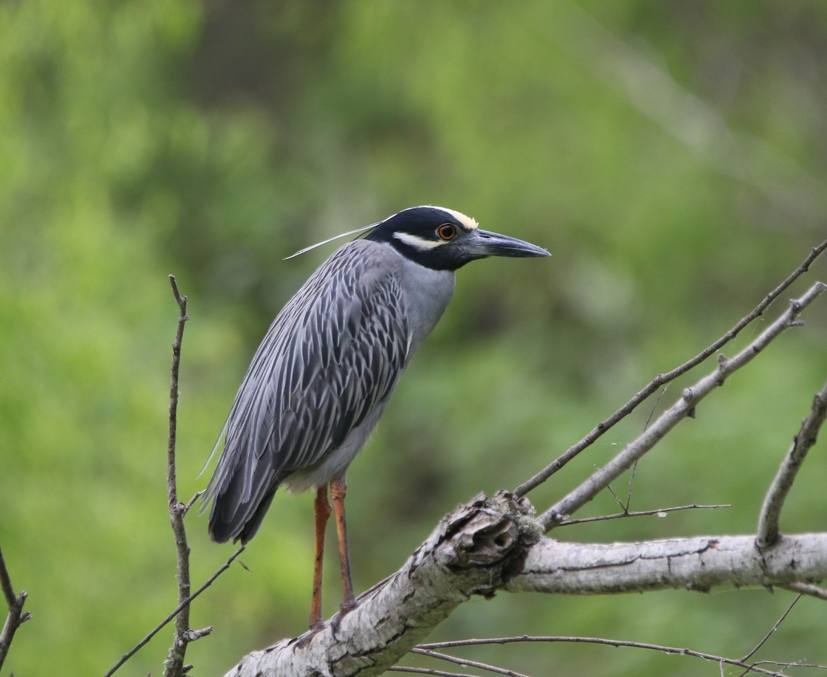 Yellow-crowned Night Heron - ML620895932