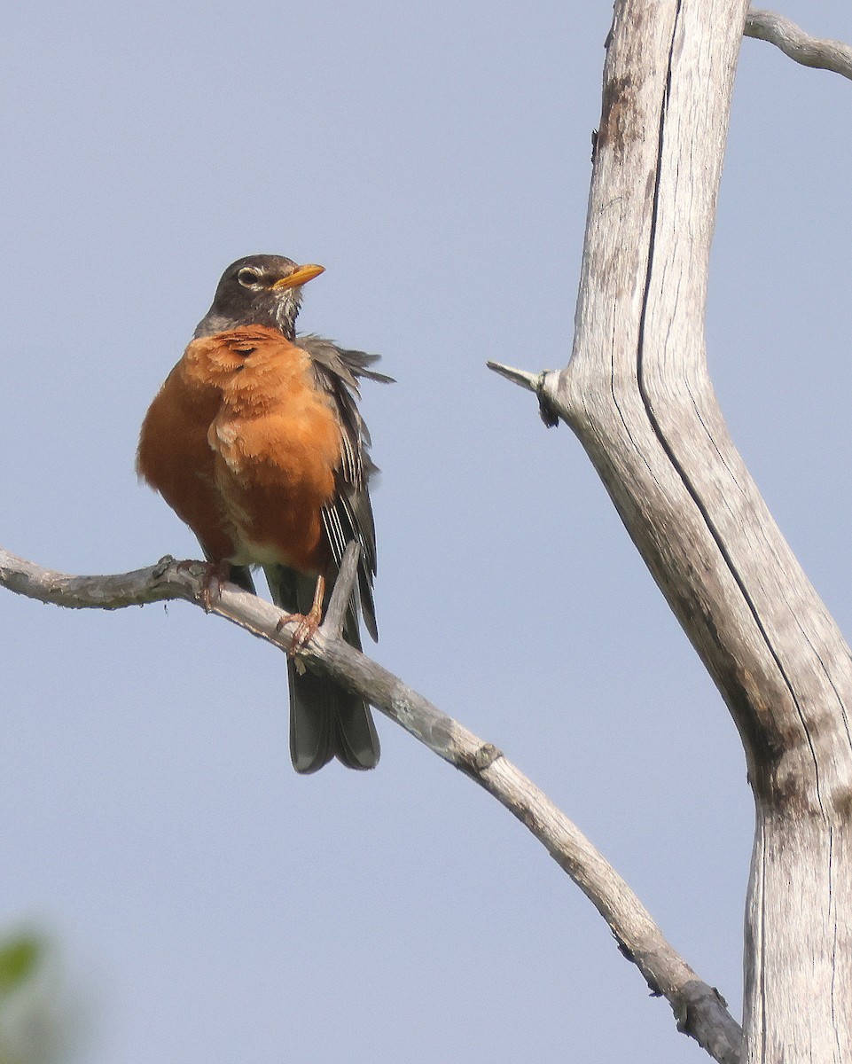 American Robin - ML620895935