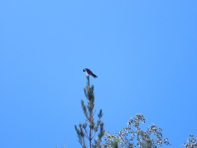 Eurasian Hobby - ML620895936