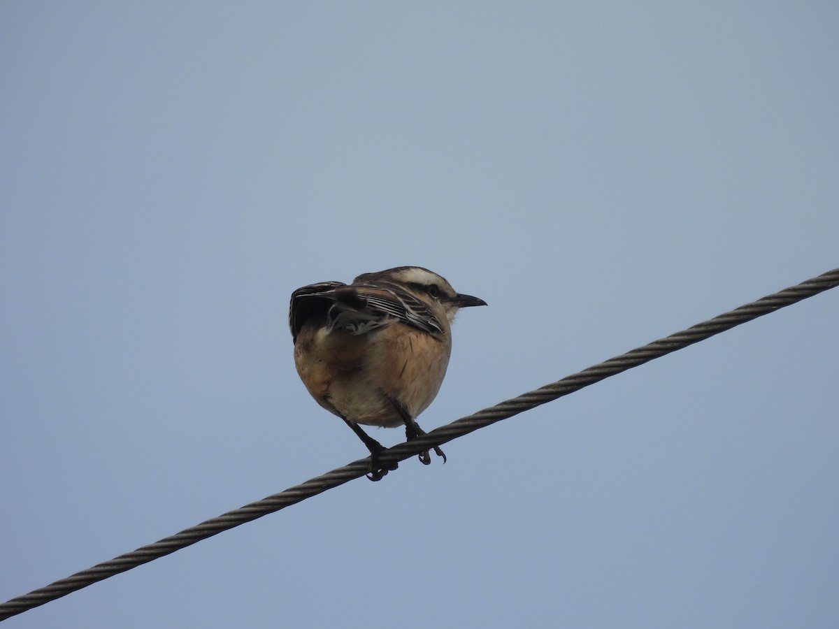 Chalk-browed Mockingbird - ML620895942