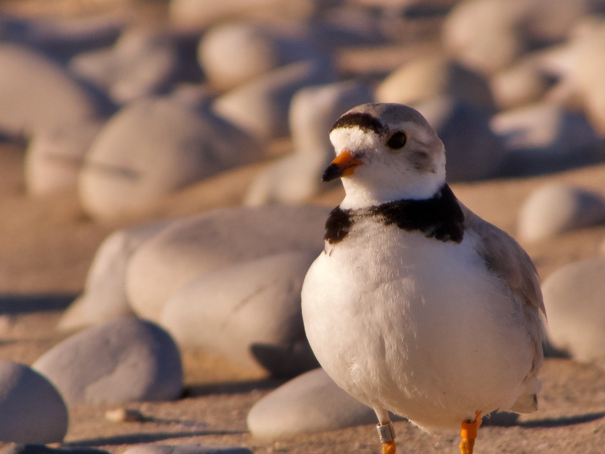 Piping Plover - ML620895943