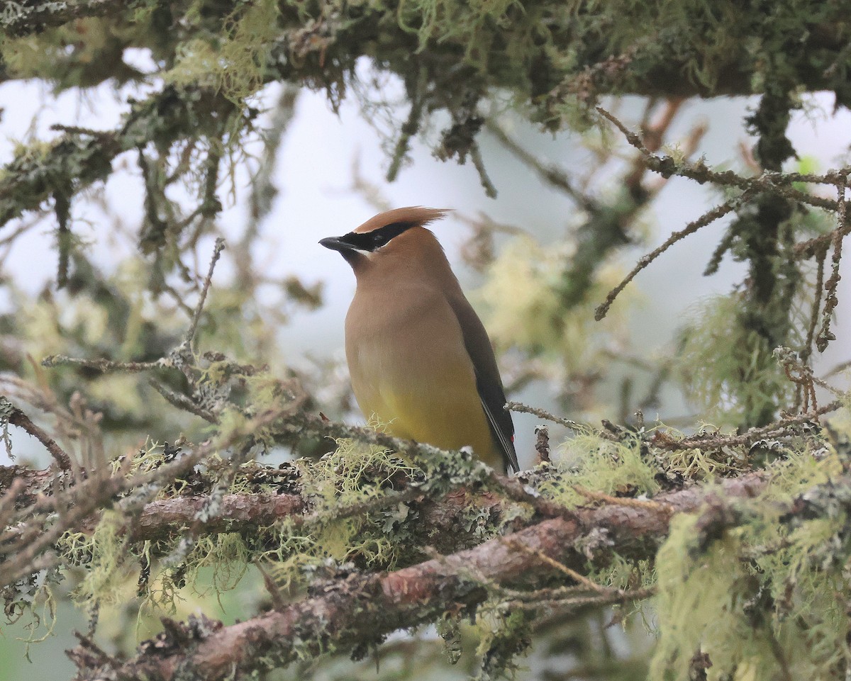 Cedar Waxwing - ML620895945