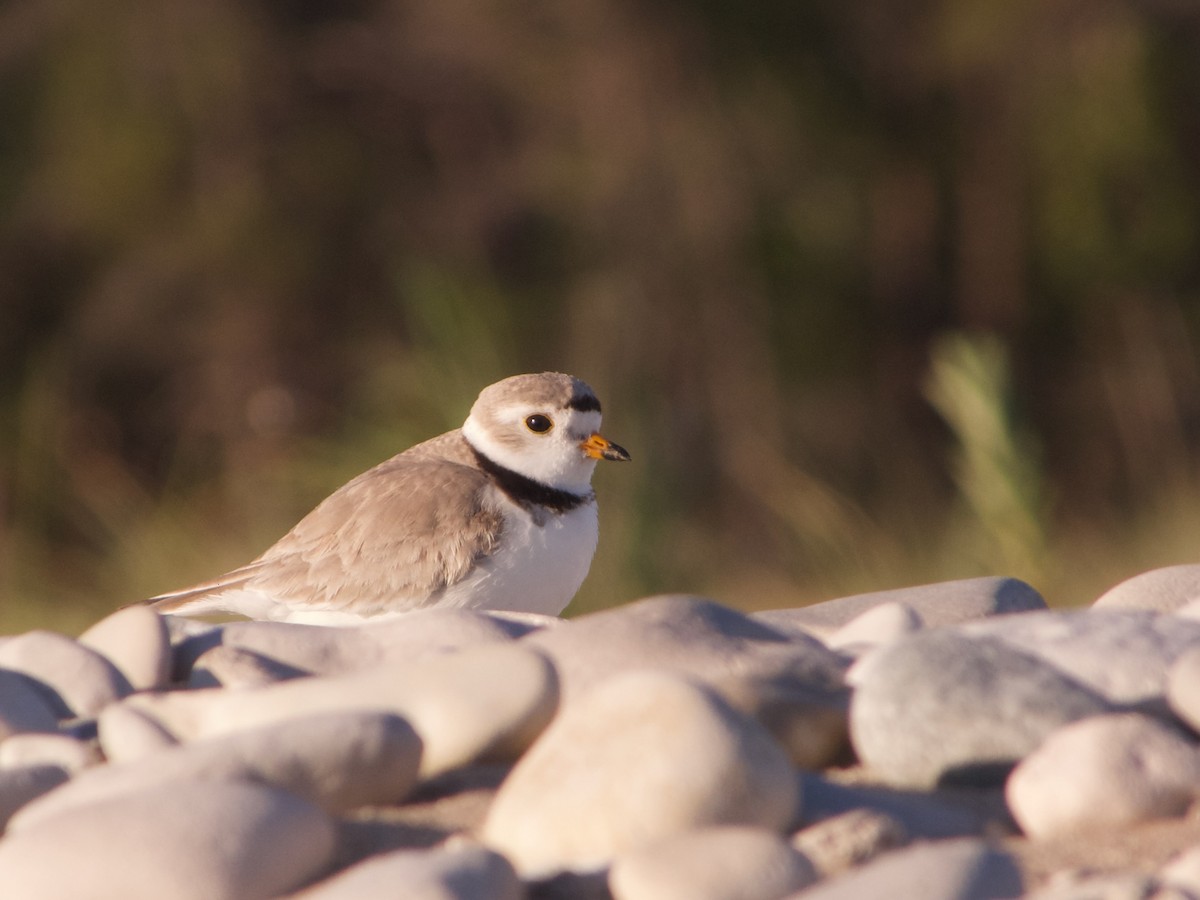Piping Plover - ML620895948
