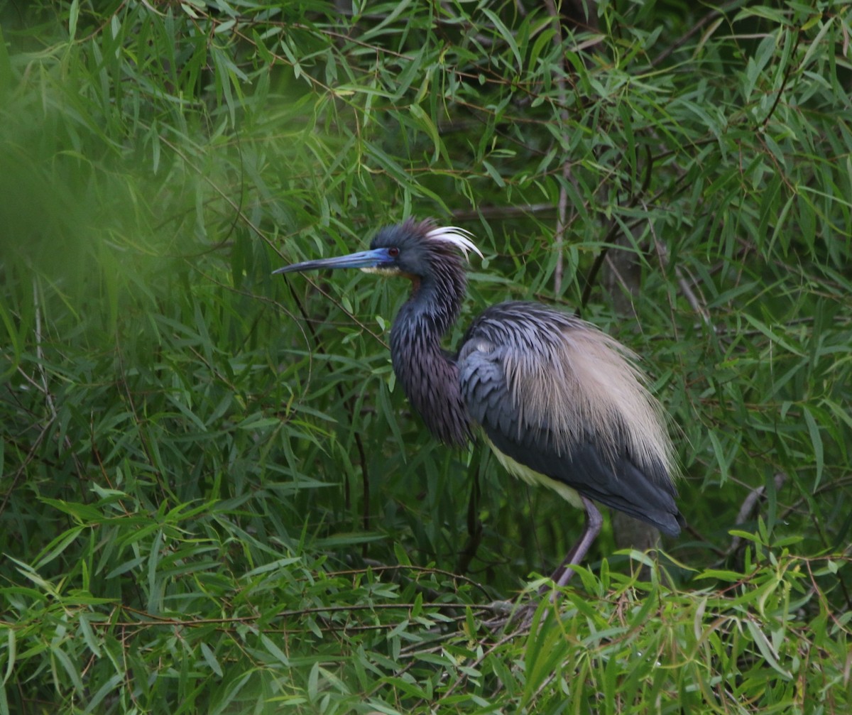 Tricolored Heron - ML620895956