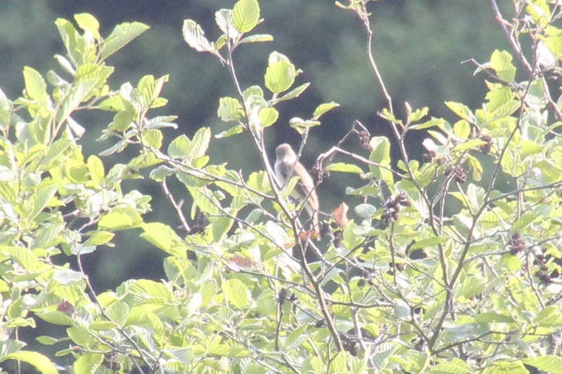 Alder Flycatcher - ML620895959