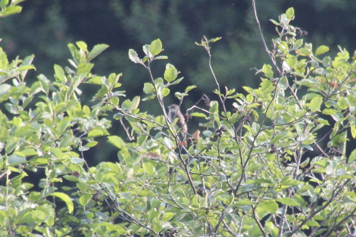 Alder Flycatcher - ML620895960