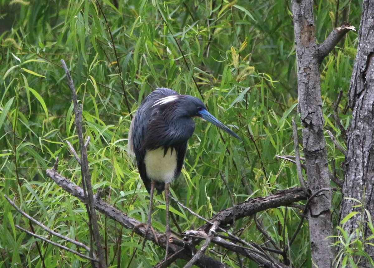 Tricolored Heron - ML620895963