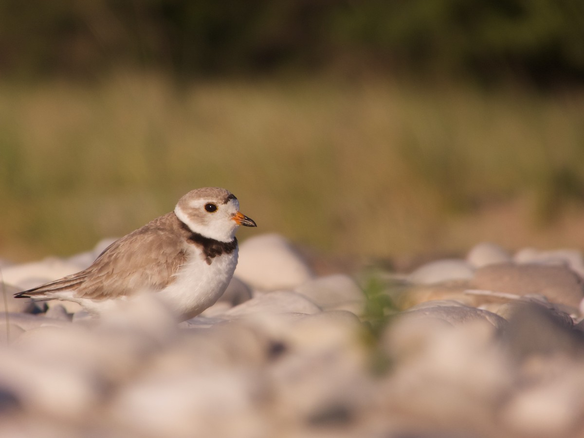 Piping Plover - ML620895964