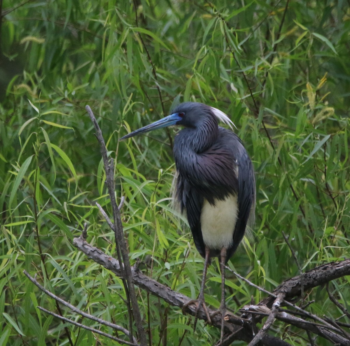 Tricolored Heron - ML620895965