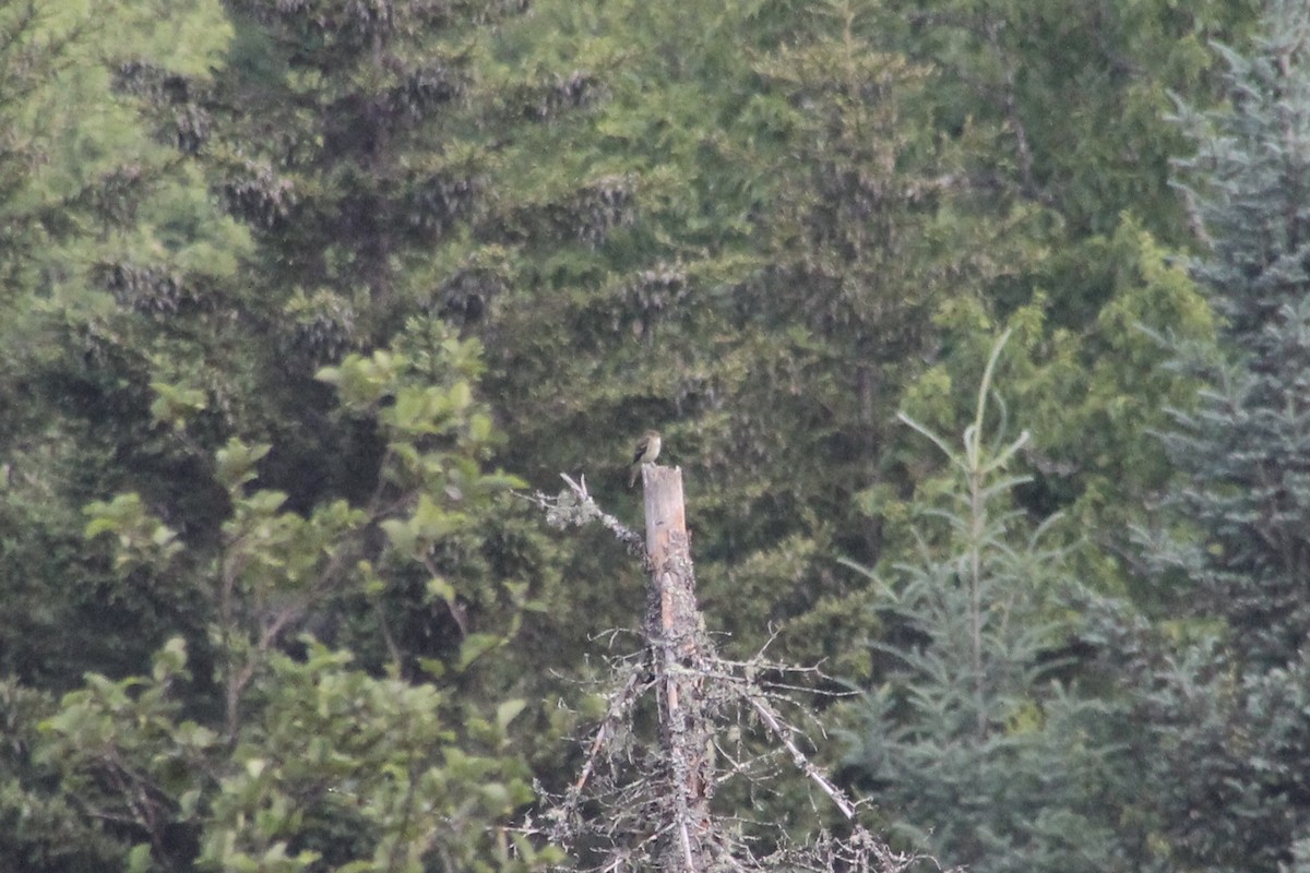 Alder Flycatcher - ML620895969