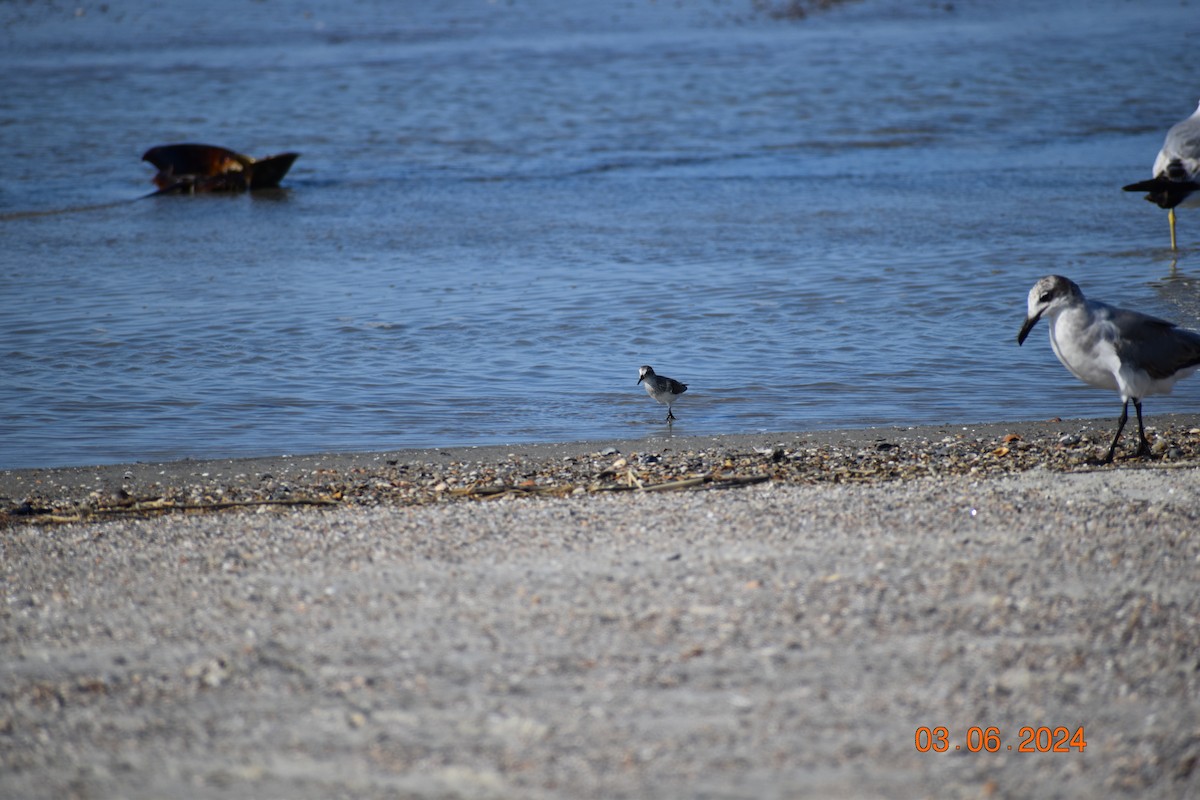 Semipalmated Sandpiper - ML620895970