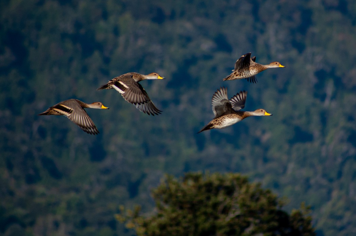 Yellow-billed Pintail - ML620895975