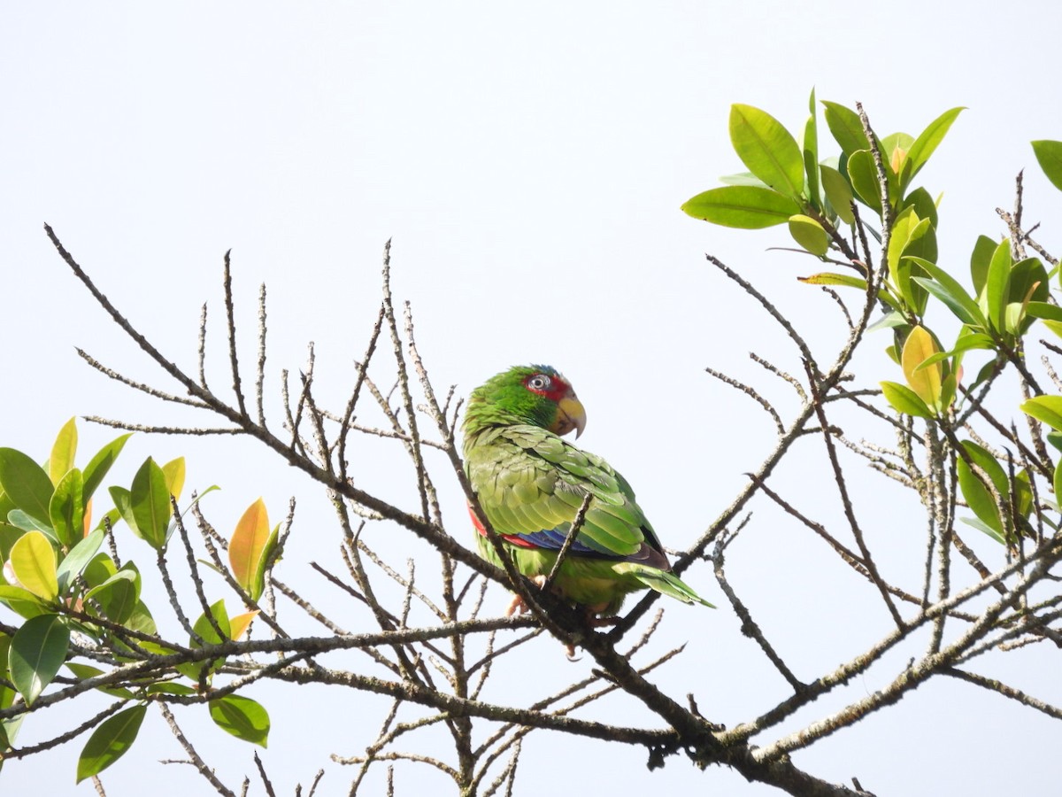 White-fronted Parrot - ML620895986