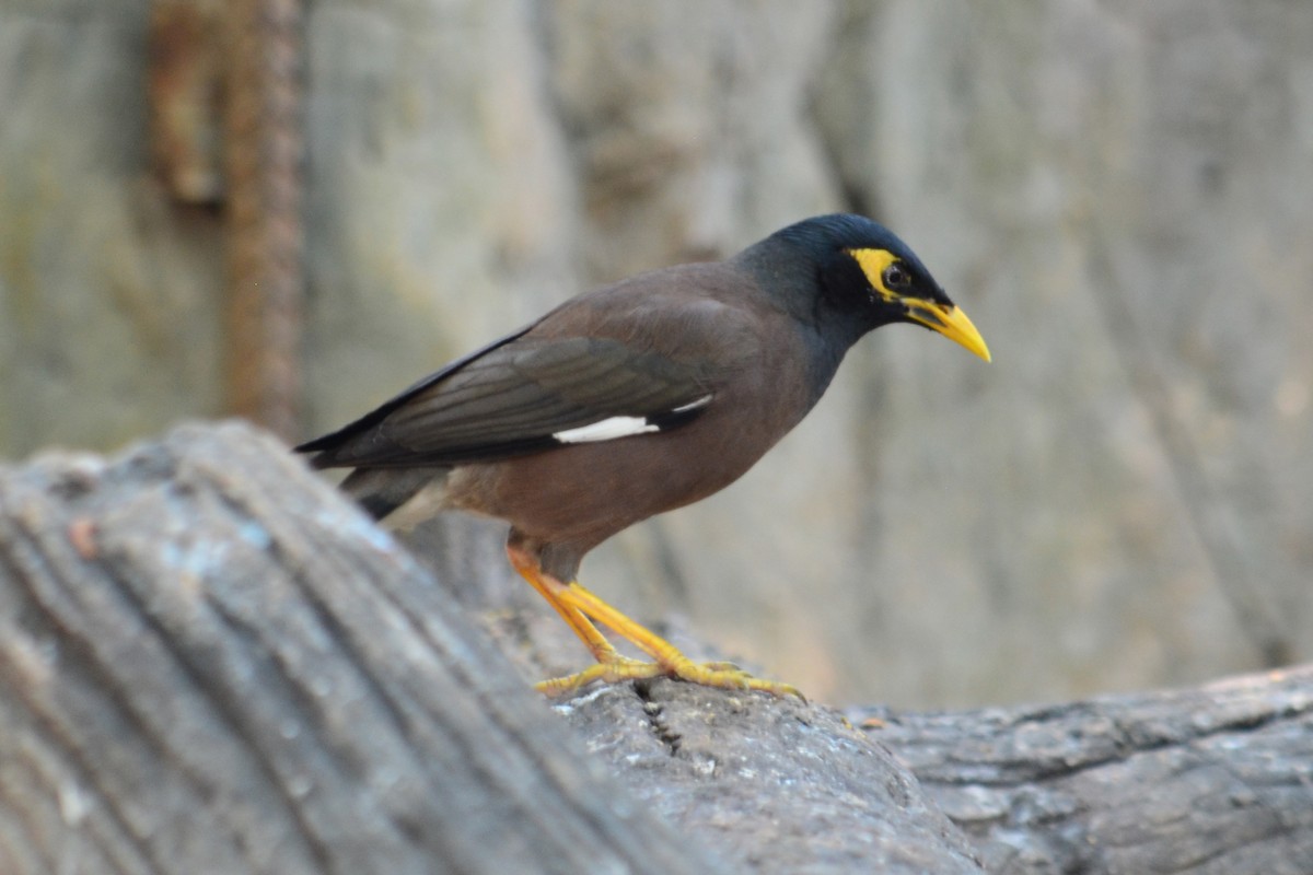 Common Myna - ML620895996