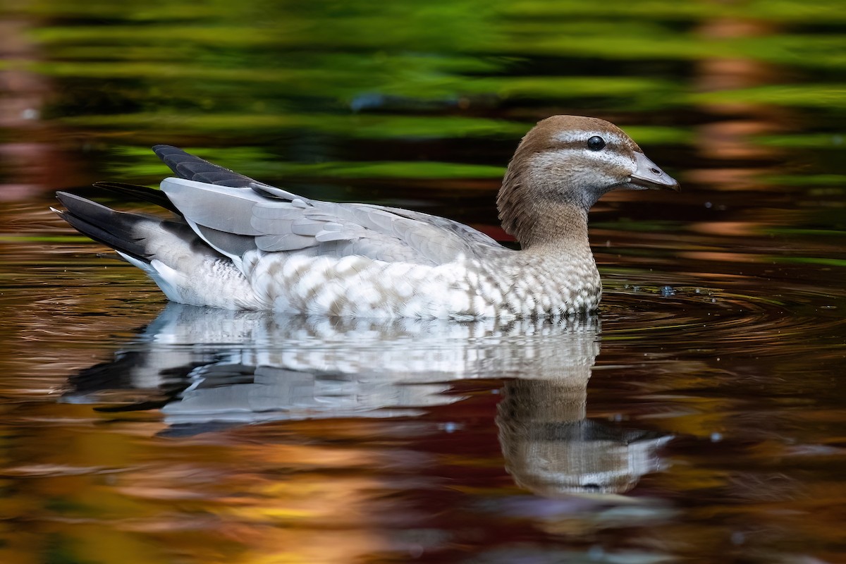 Maned Duck - ML620896005