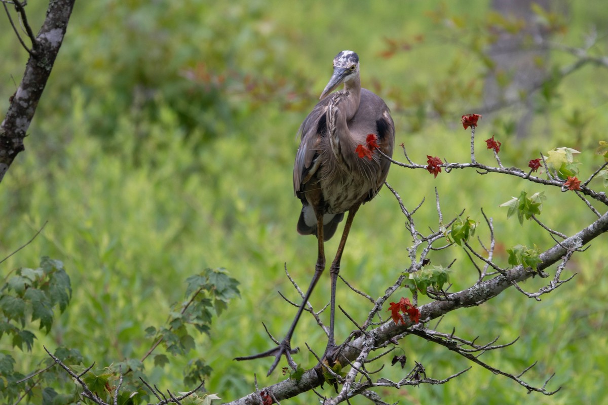 Great Blue Heron - ML620896011