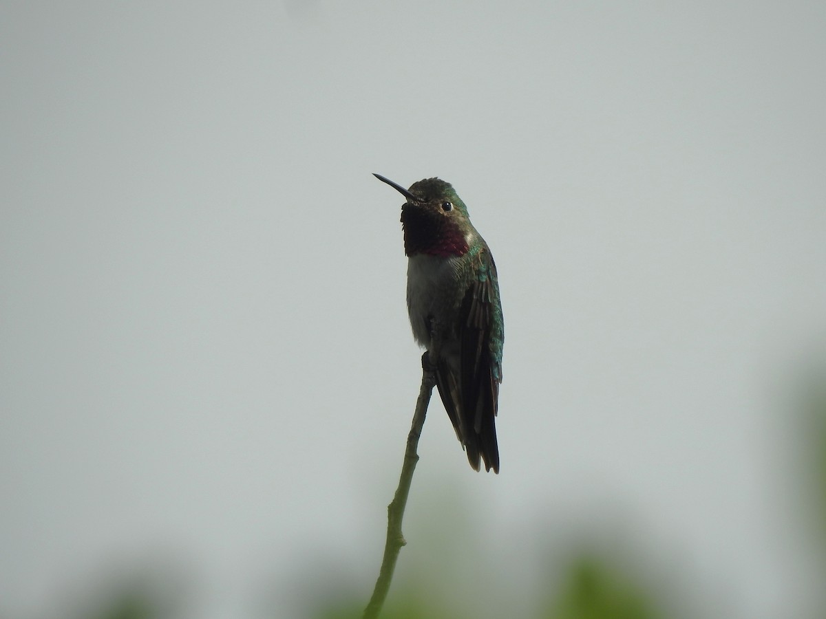 Broad-tailed Hummingbird - ML620896016