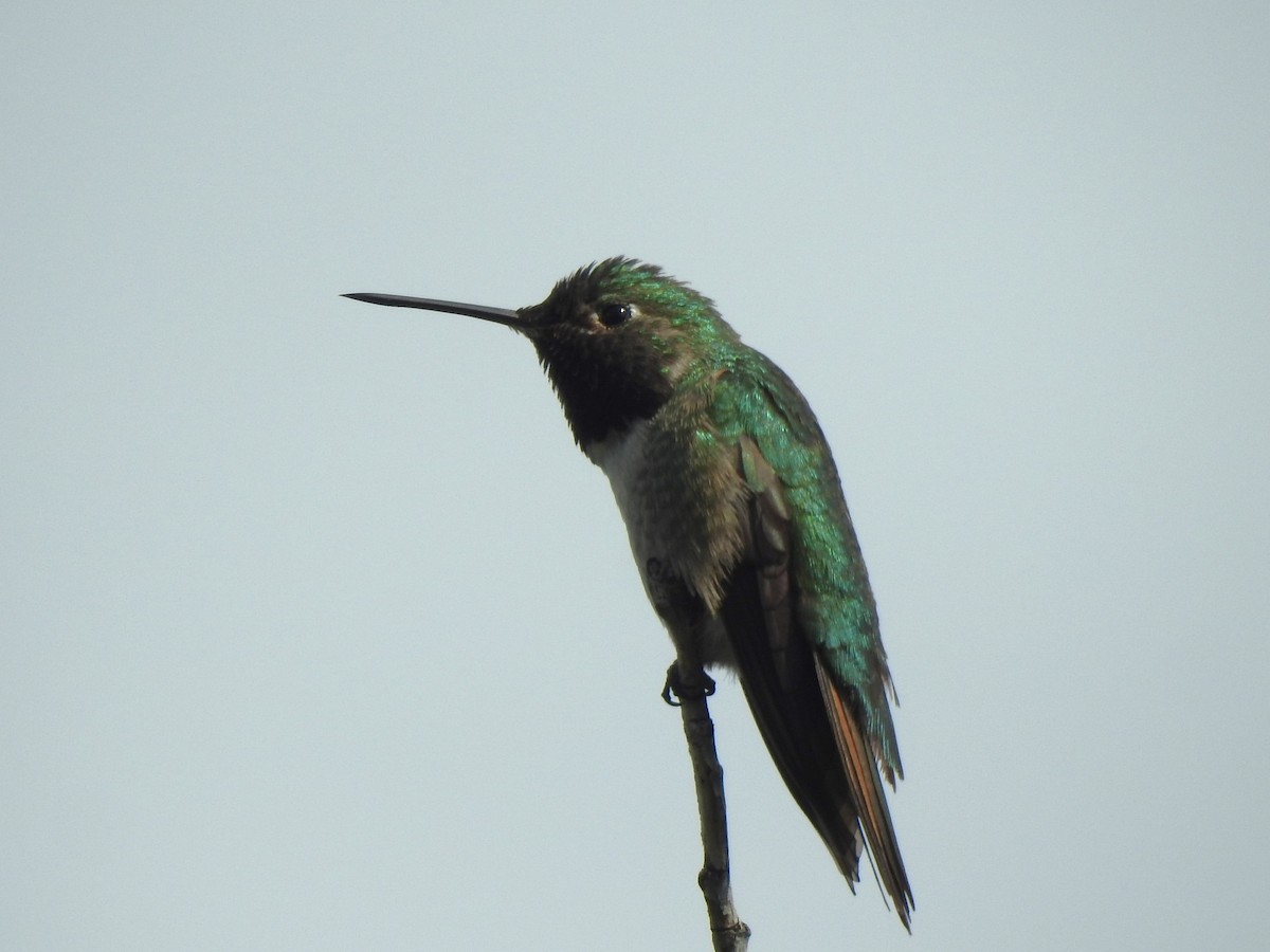 Broad-tailed Hummingbird - ML620896021