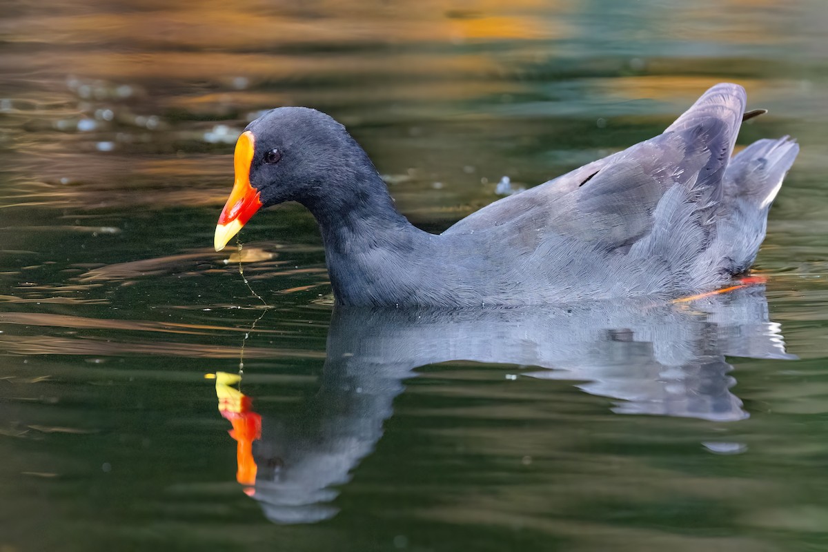 Dusky Moorhen - ML620896022