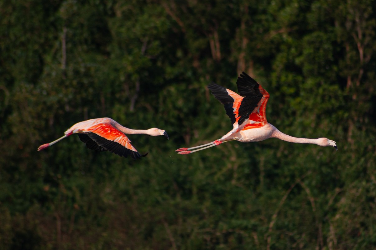 Chilean Flamingo - ML620896038