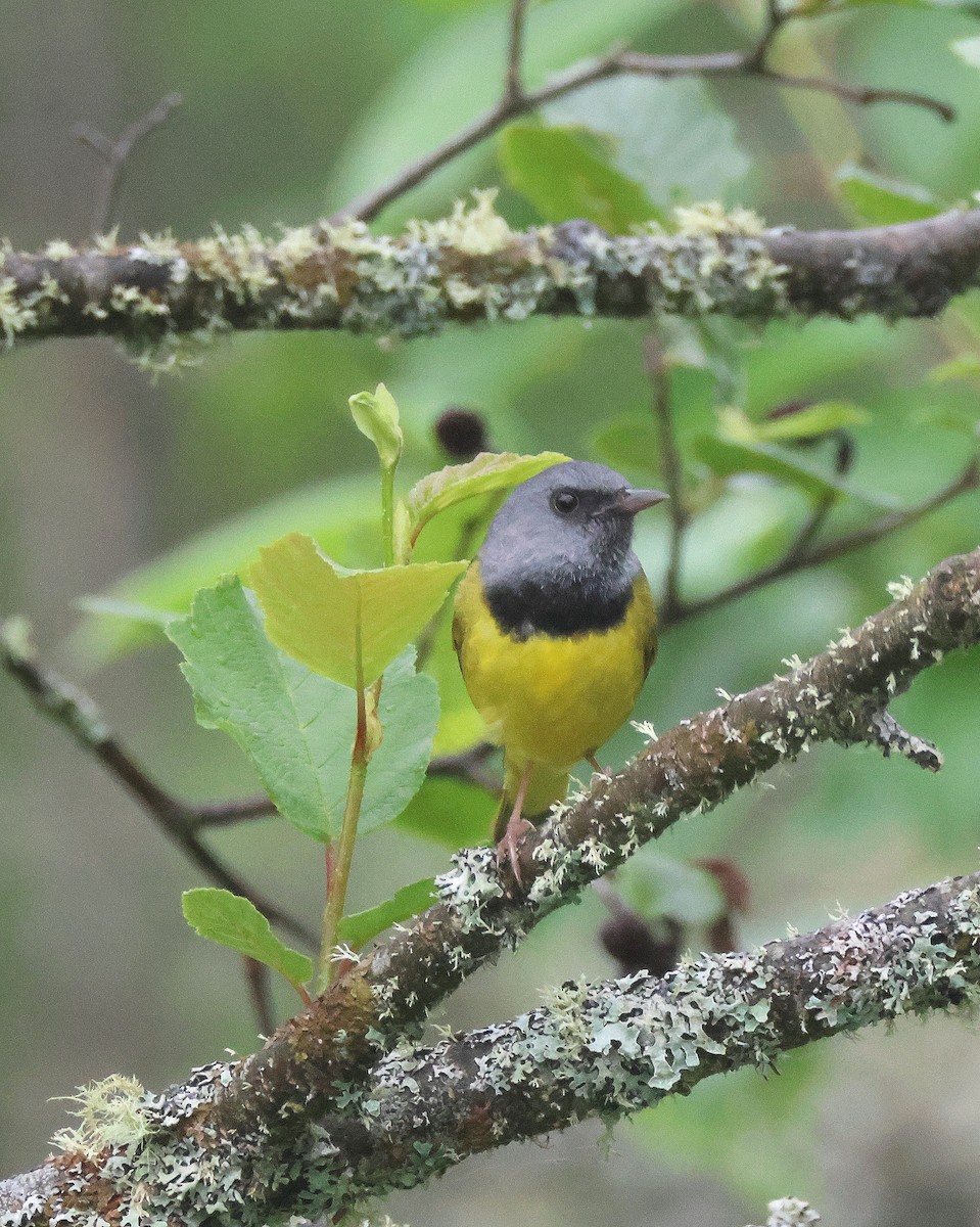 Mourning Warbler - ML620896045