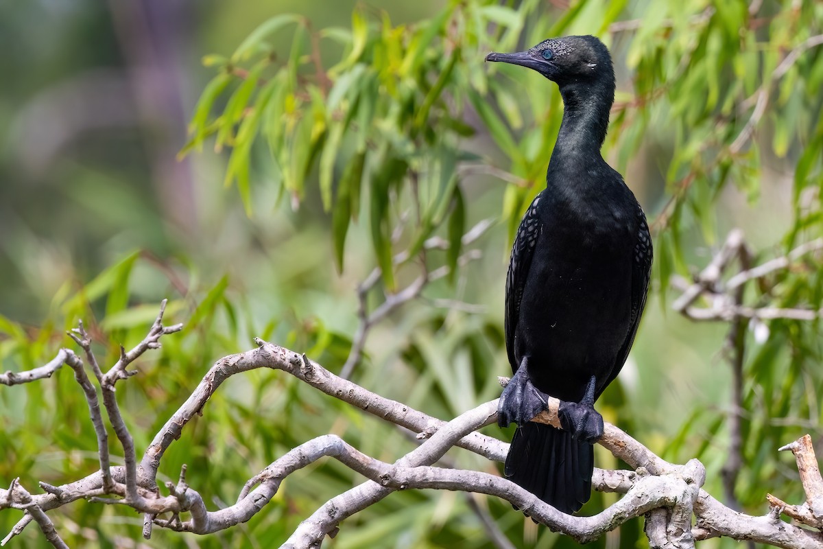 Little Black Cormorant - ML620896047