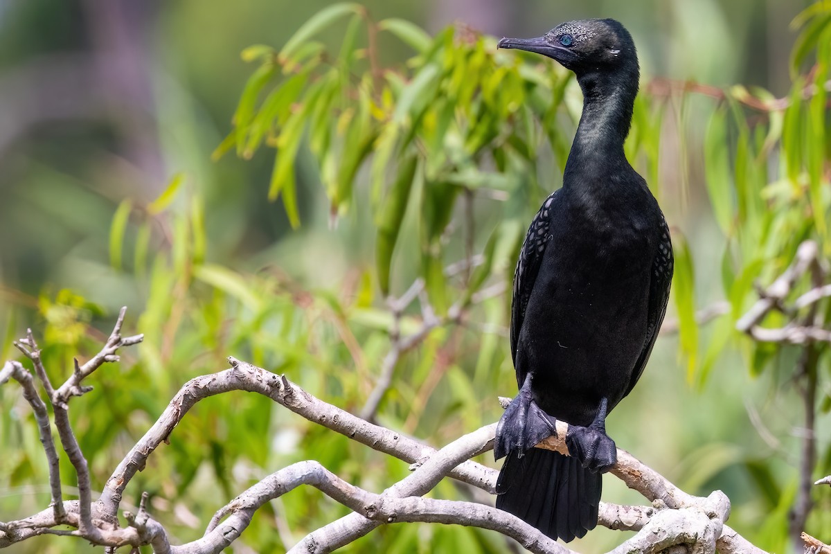 Cormorán Totinegro - ML620896048