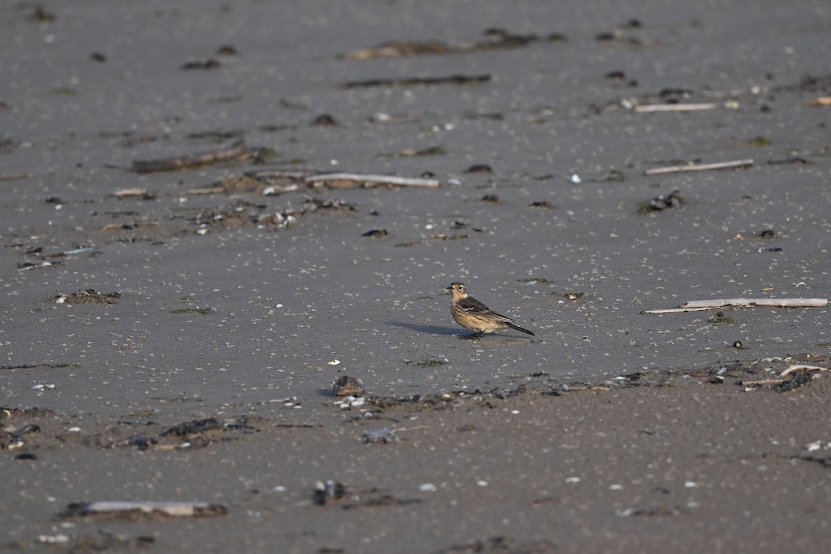 American Pipit - ML620896052