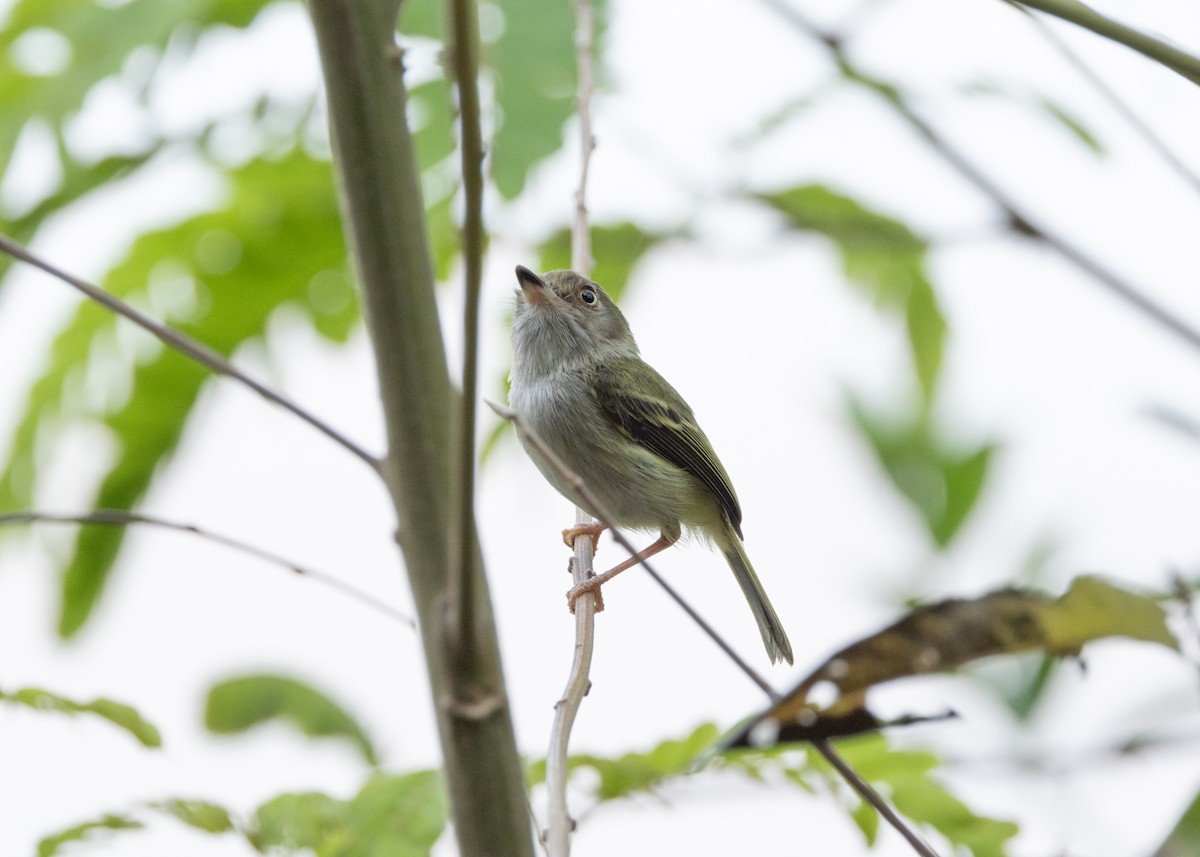 Pale-eyed Pygmy-Tyrant - ML620896055