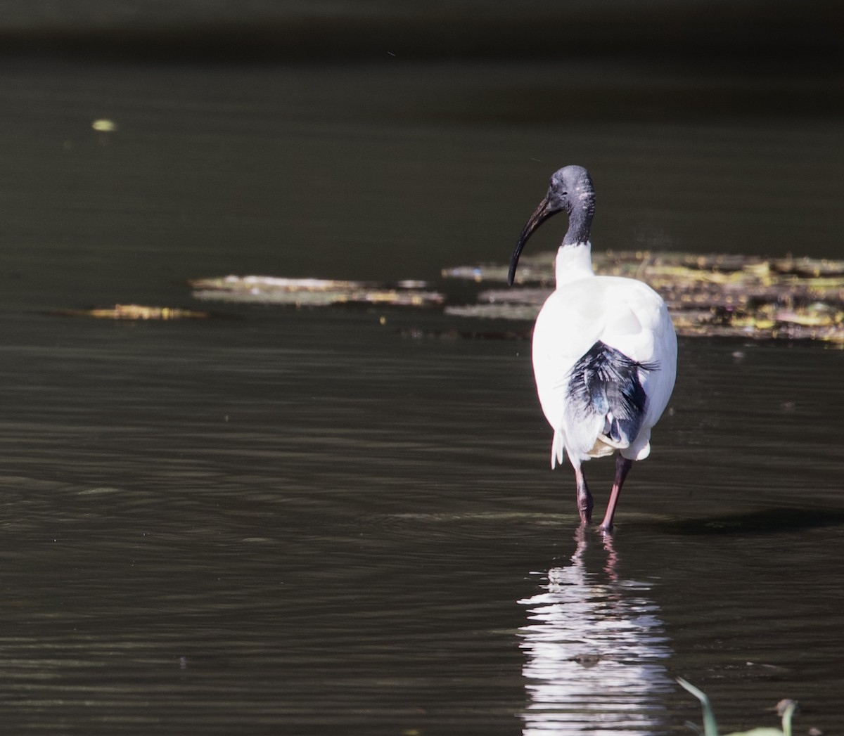 Ibis à cou noir - ML620896056