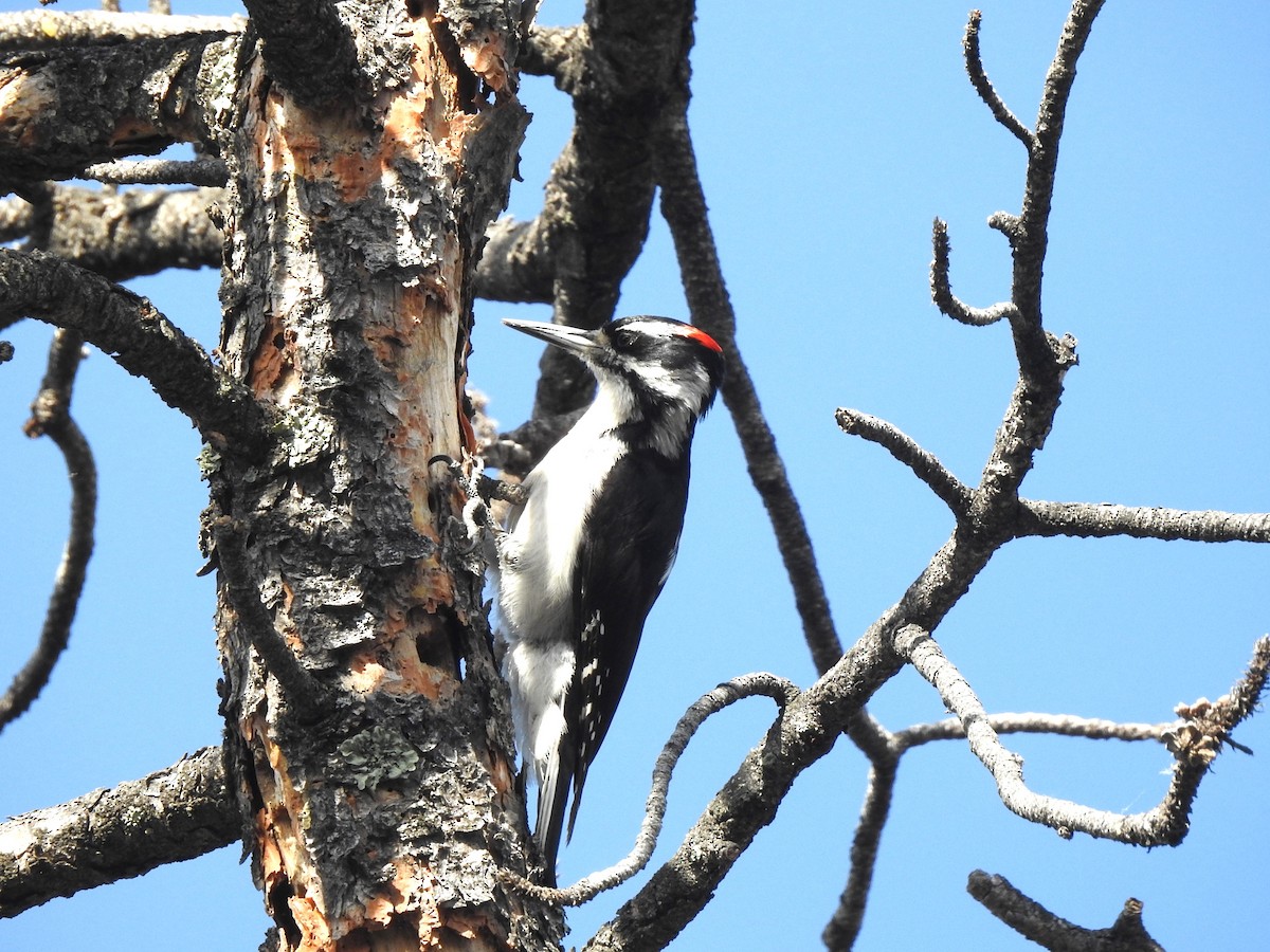 Hairy Woodpecker (Rocky Mts.) - ML620896059