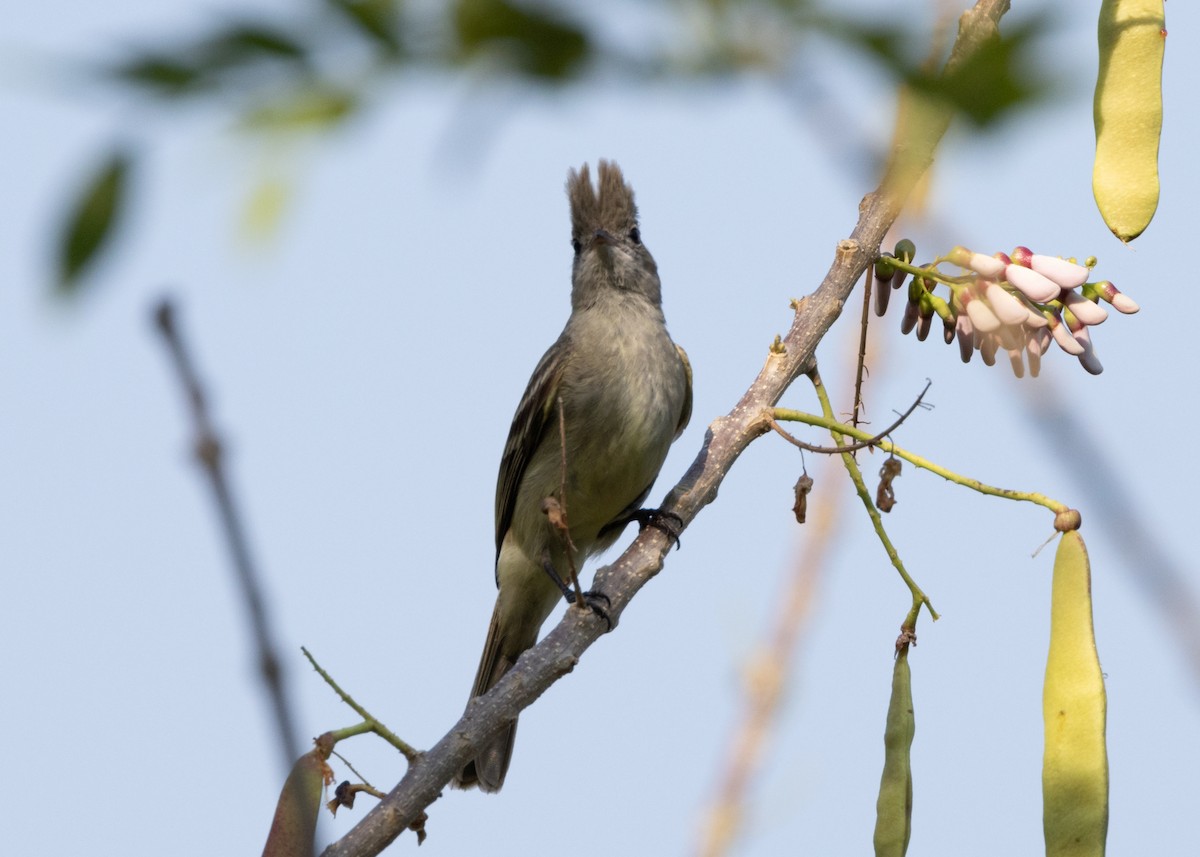 Yellow-bellied Elaenia - ML620896062