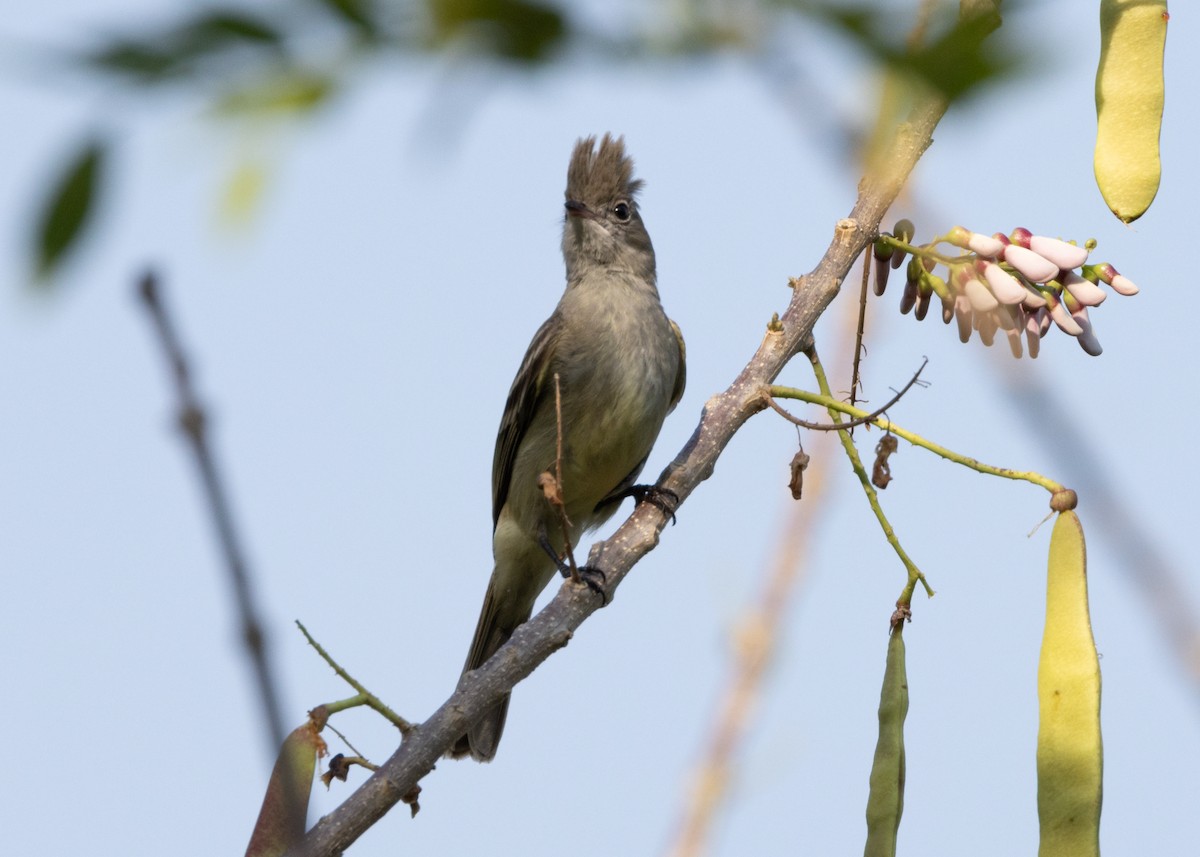 Yellow-bellied Elaenia - ML620896063