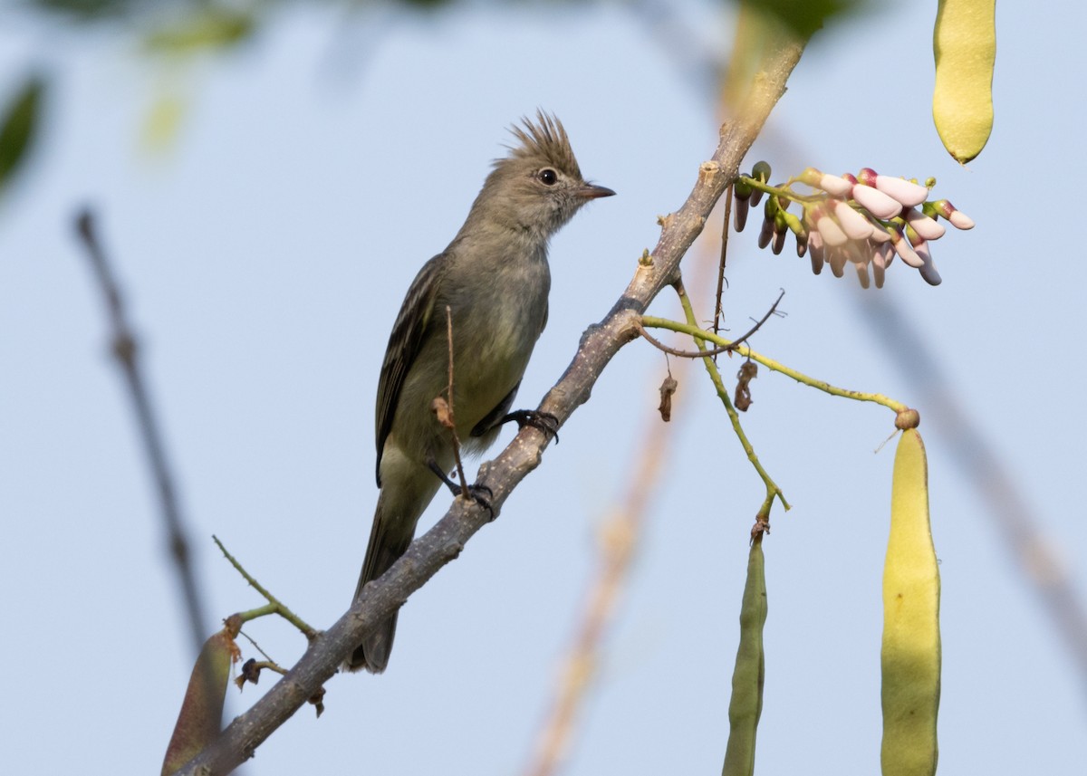 Yellow-bellied Elaenia - Silvia Faustino Linhares