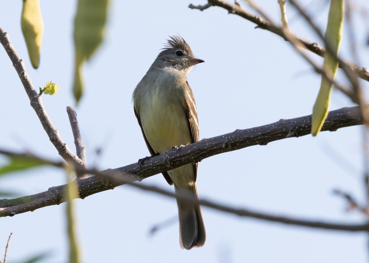 Yellow-bellied Elaenia - ML620896065