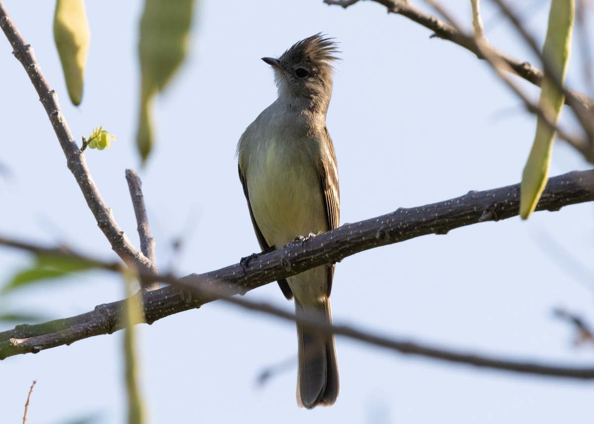 Yellow-bellied Elaenia - ML620896066