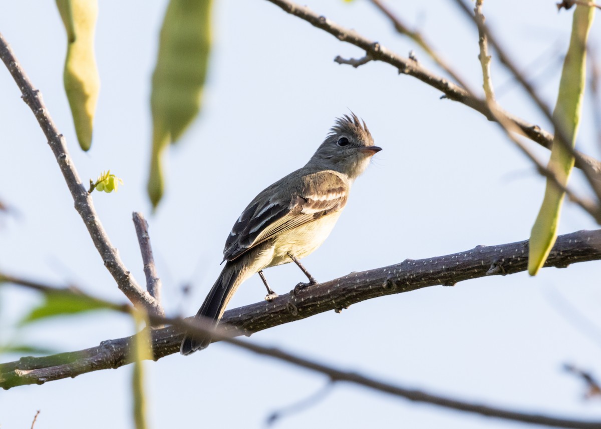 Yellow-bellied Elaenia - Silvia Faustino Linhares