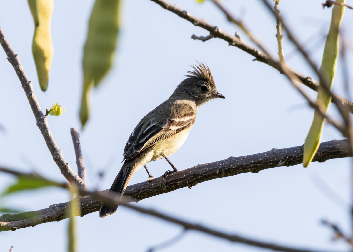 Yellow-bellied Elaenia - ML620896070