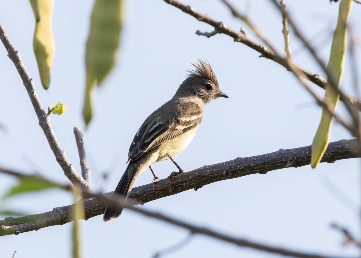 Yellow-bellied Elaenia - ML620896071