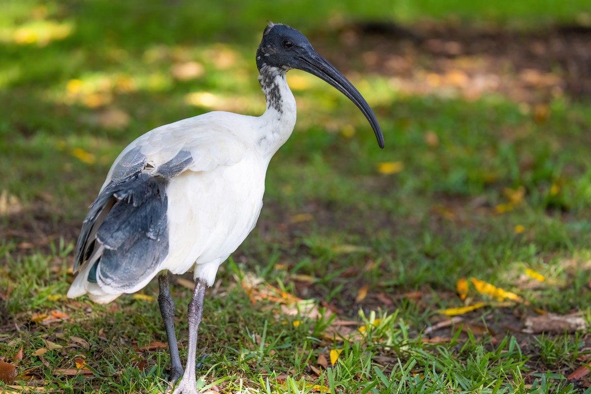 ibis australský - ML620896072