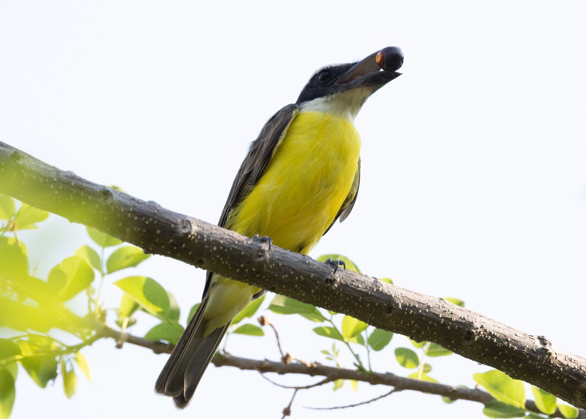 Boat-billed Flycatcher (South American) - Silvia Faustino Linhares