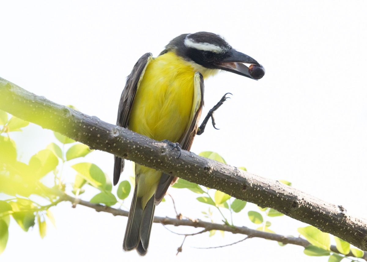 Boat-billed Flycatcher (South American) - Silvia Faustino Linhares