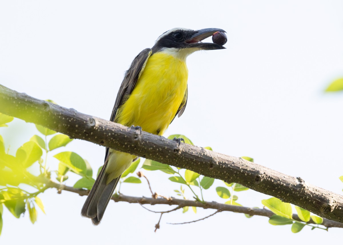 Boat-billed Flycatcher (South American) - ML620896084