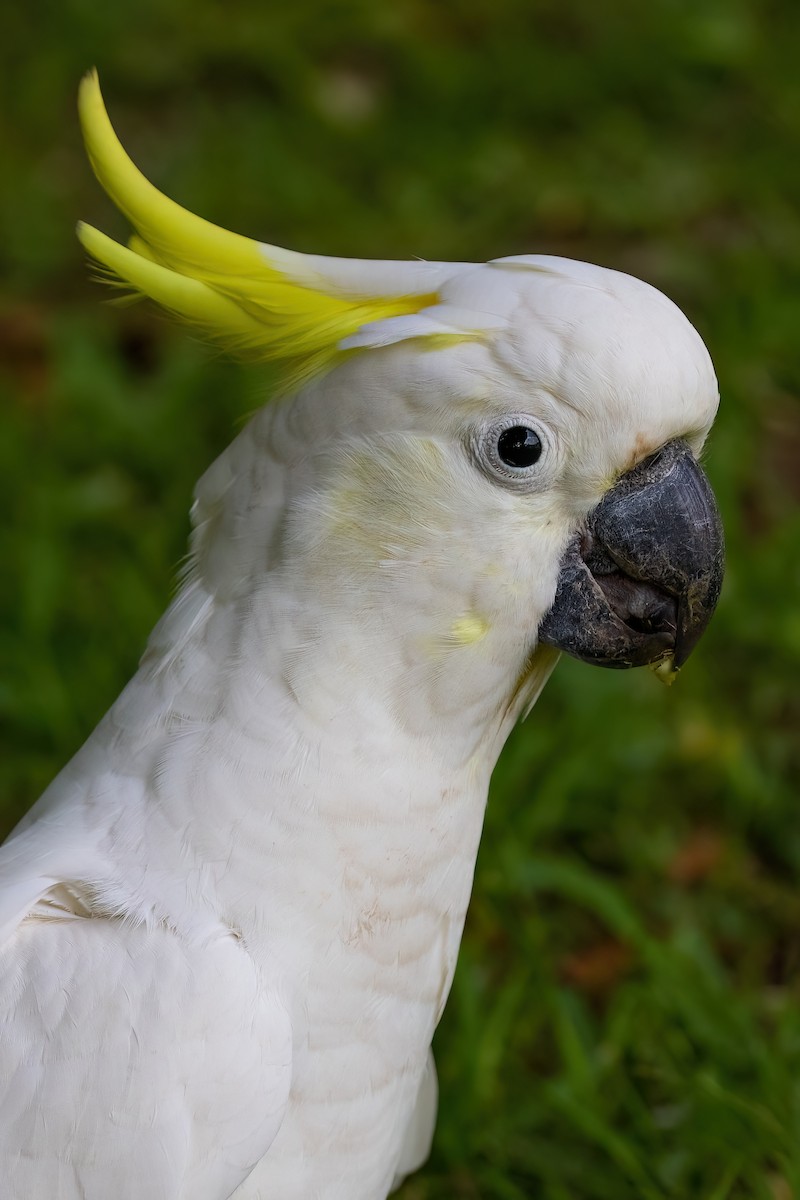 Sulphur-crested Cockatoo - Jaap Velden