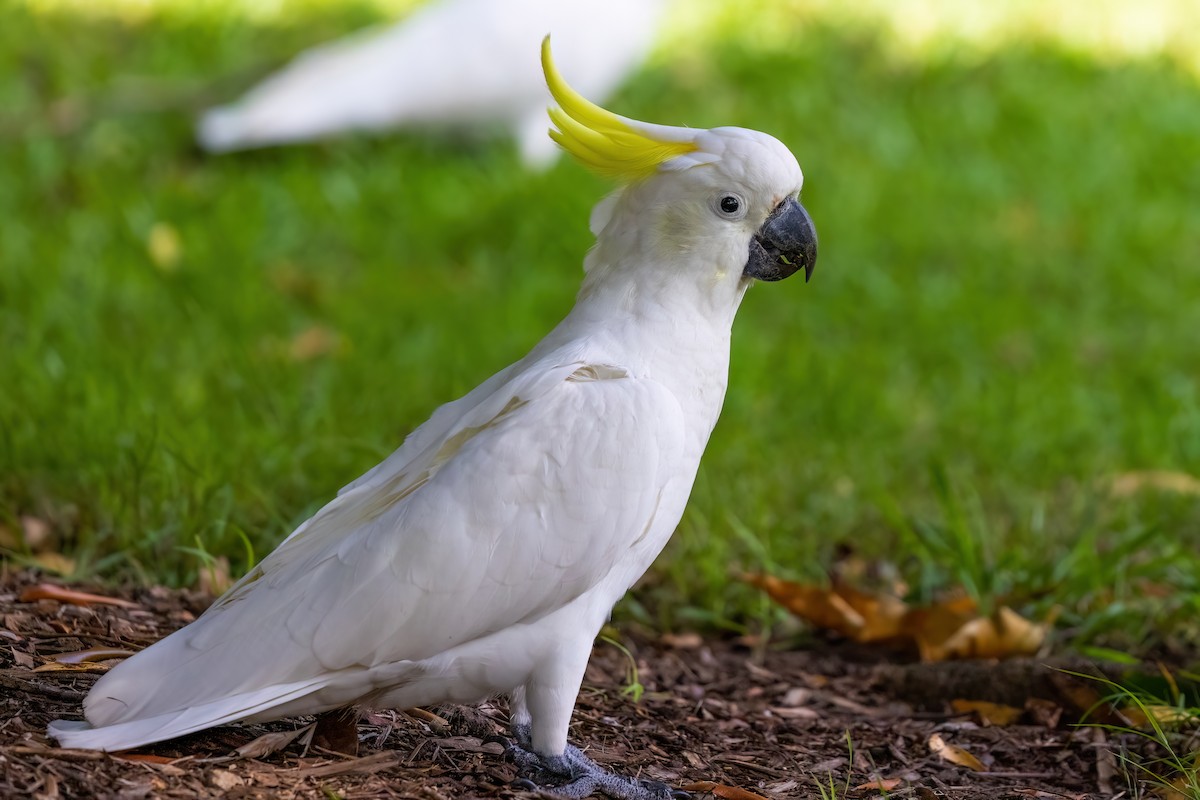 Sulphur-crested Cockatoo - ML620896092