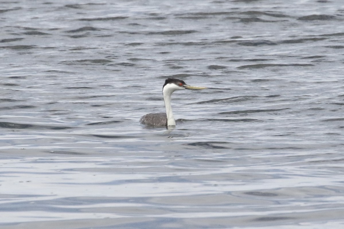 Western Grebe - ML620896104