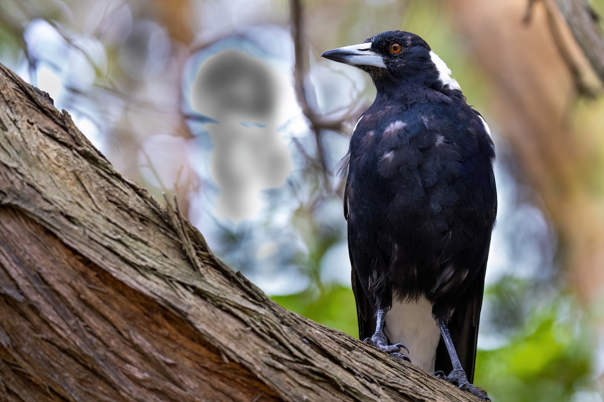 Australian Magpie (Black-backed) - ML620896122