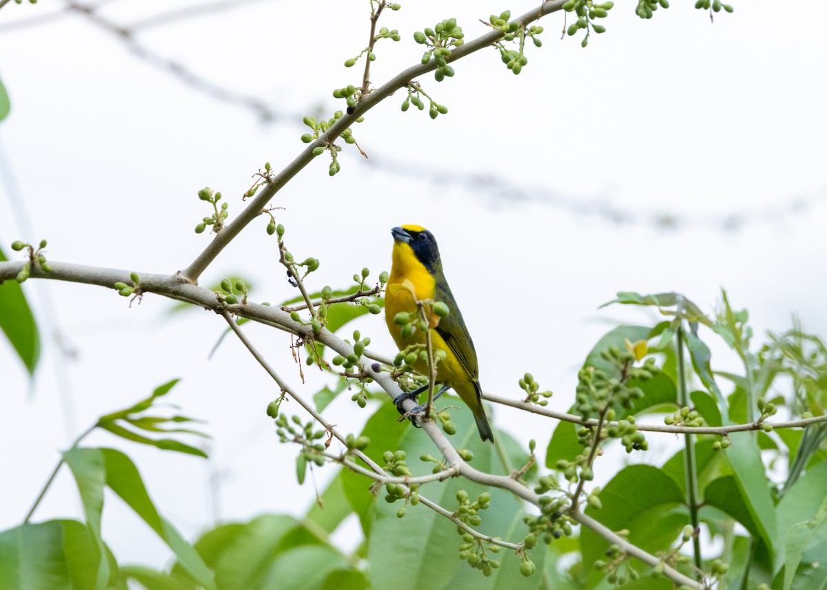 Thick-billed Euphonia - ML620896125