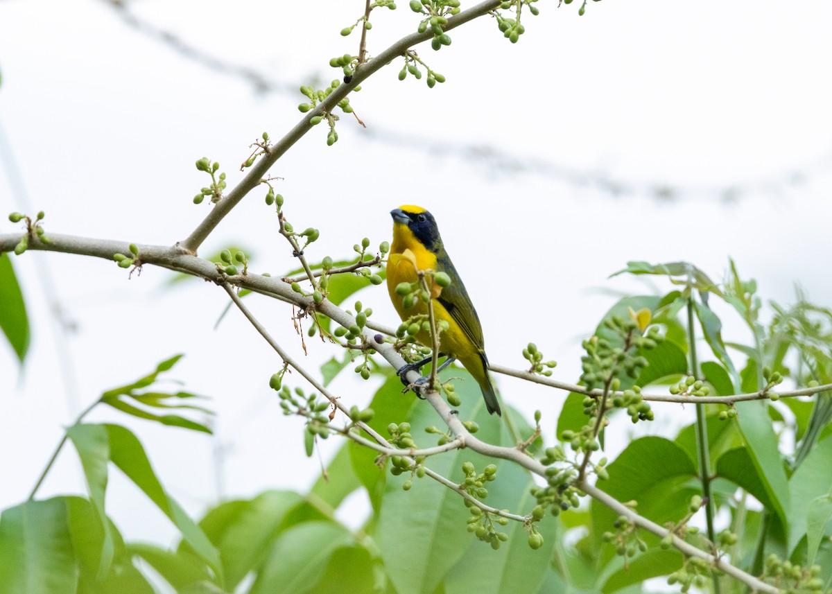 Thick-billed Euphonia - ML620896126