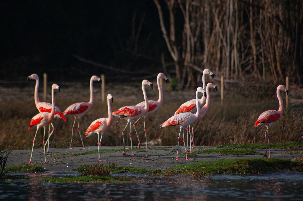 Chilean Flamingo - ML620896132